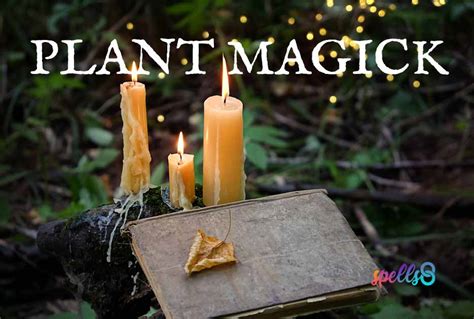 Nature's Pharmacy: Using Plant Magic Spells for Natural Healing and Ailments